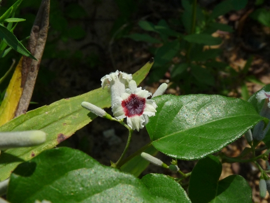 {Paederia foetida}